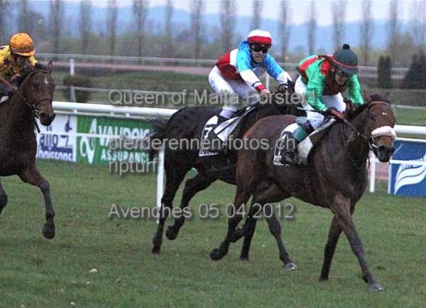 Queen of Malta Forster1 prot